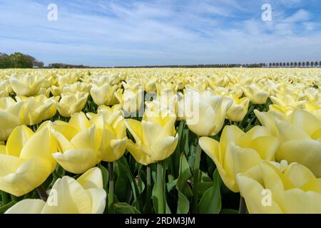 Terrain aux tulipes Triumph jaunes (variété «Fun for Two») à Flevoland, pays-Bas Banque D'Images