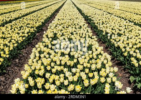 Terrain aux tulipes Triumph jaunes (variété «Fun for Two») à Flevoland, pays-Bas Banque D'Images