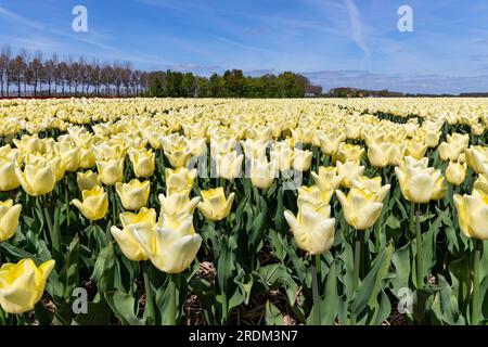 Terrain aux tulipes Triumph jaunes (variété «Fun for Two») à Flevoland, pays-Bas Banque D'Images