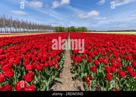 Champ aux tulipes rouges Triumph (variété «Heartbreaker») à Flevoland, pays-Bas Banque D'Images