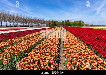 Champ de tulipes à Flevoland, pays-Bas Banque D'Images