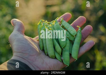 Gousses de pois dans la main d'un homme. Un agriculteur récolte des légumineuses dans les champs. Pois verts en gousses sur la paume de la main. Banque D'Images