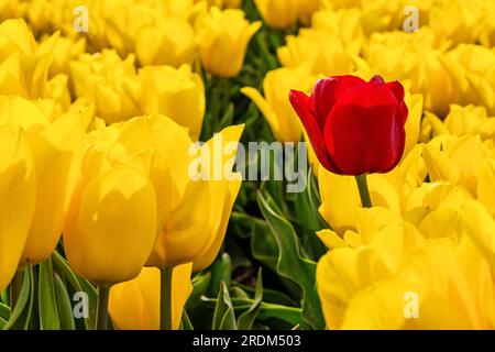 Tulipe rouge unique dans un champ de tulipes jaunes à Flevoland, pays-Bas Banque D'Images