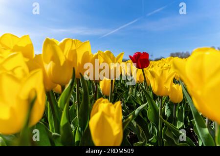 Tulipe rouge unique dans un champ de tulipes jaunes à Flevoland, pays-Bas Banque D'Images