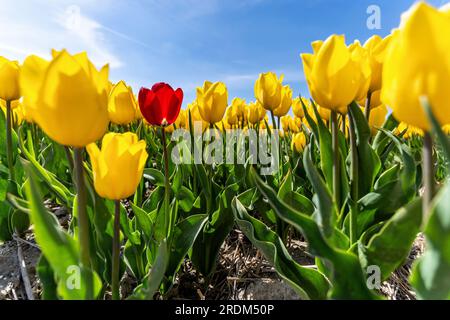 Tulipe rouge unique dans un champ de tulipes jaunes à Flevoland, pays-Bas Banque D'Images