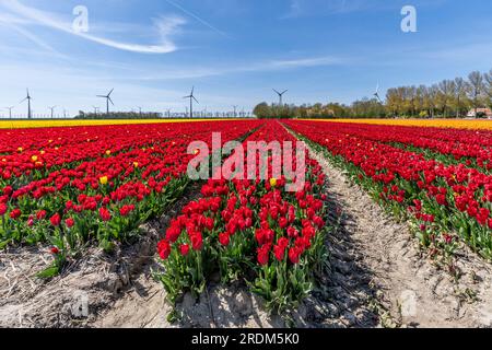 Terrain aux tulipes rouges Triumph (variété «Strong Love») à Flevoland, pays-Bas Banque D'Images