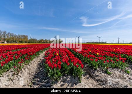 Terrain aux tulipes rouges Triumph (variété «Strong Love») à Flevoland, pays-Bas Banque D'Images