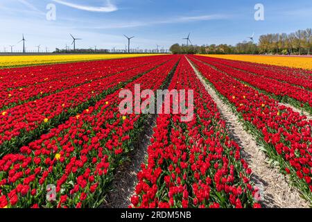 Terrain aux tulipes rouges Triumph (variété «Strong Love») à Flevoland, pays-Bas Banque D'Images