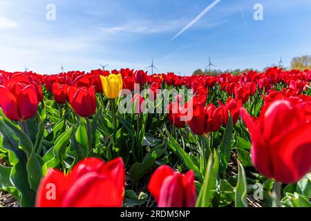 Terrain aux tulipes rouges Triumph (variété «Strong Love») à Flevoland, pays-Bas Banque D'Images