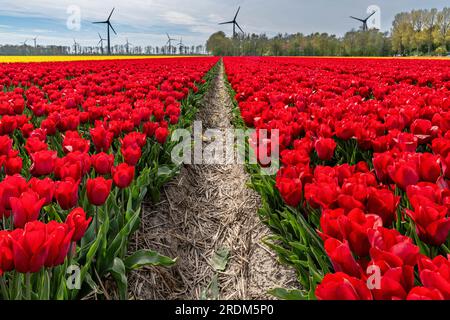 Terrain aux tulipes rouges Triumph (variété «Strong Love») à Flevoland, pays-Bas Banque D'Images