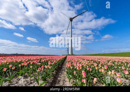 Champ aux tulipes Triumph roses (variété «Supermodel») à Flevoland, pays-Bas Banque D'Images