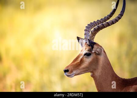 Gazelle ou antilope, au Kenya, en Afrique. Beaux animaux en safari à travers les savanes des différents parcs nationaux. grands et nobles animaux Banque D'Images