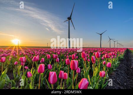 Champ aux tulipes Triumph roses (variété «Tresor») à Flevoland, pays-Bas Banque D'Images