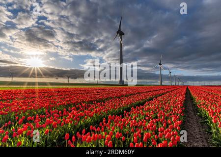 Champ aux tulipes Triumph rouges et jaunes (variété «Verandi») à Flevoland, pays-Bas Banque D'Images