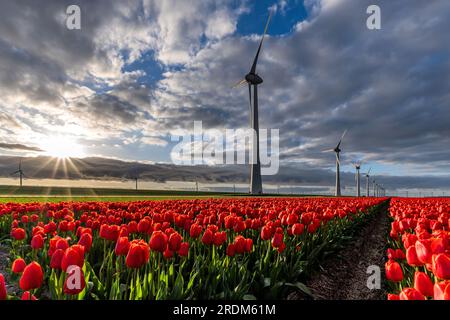 Champ aux tulipes Triumph rouges et jaunes (variété «Verandi») à Flevoland, pays-Bas Banque D'Images