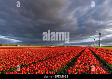 Champ aux tulipes Triumph rouges et jaunes (variété «Verandi») à Flevoland, pays-Bas Banque D'Images