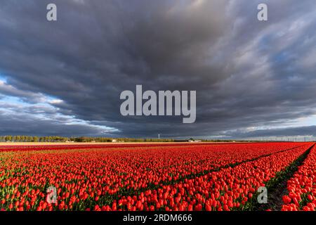 Champ aux tulipes Triumph rouges et jaunes (variété «Verandi») à Flevoland, pays-Bas Banque D'Images