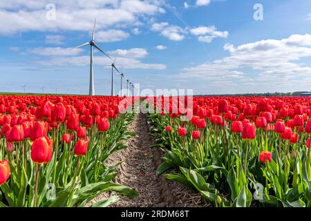 Champ aux tulipes Triumph rouges et jaunes (variété «Verandi») à Flevoland, pays-Bas Banque D'Images