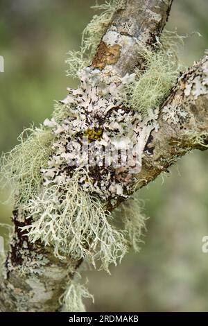 Lichens 'Ramalina farinacea' sur un frêne de montagne, Royaume-Uni Banque D'Images