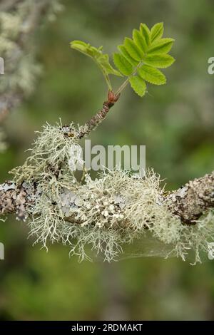 Lichens 'Ramalina farinacea' sur un frêne de montagne, Royaume-Uni Banque D'Images