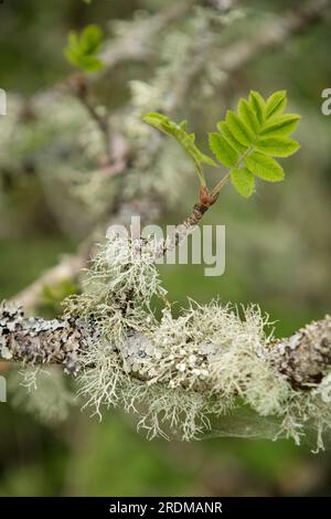 Lichens 'Ramalina farinacea' sur un frêne de montagne, Royaume-Uni Banque D'Images