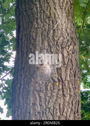 Iver, Buckinghamshire, Royaume-Uni. 21 juillet 2023. Certains des chênes de Langley Park à Iver, Buckinghamshire ont des signes sur eux pour dire qu'il y a des chenilles processionnaires de chêne toxiques en eux. La teigne processionnaire du chêne (Thaumetopoea processionea) enlève les chênes de leurs feuilles et peut poser un risque pour la santé humaine, causant des difficultés respiratoires et des éruptions cutanées. Crédit : Maureen McLean/Alamy Banque D'Images