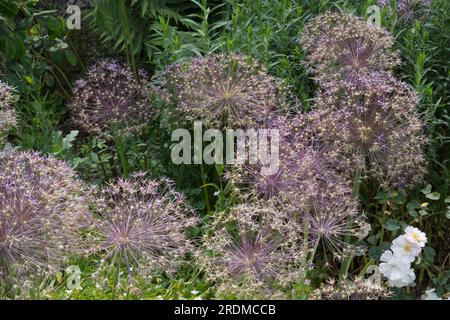 Têtes de graines d'été violettes de l'oignon ornemental Allium Christophii dans le jardin britannique juin Banque D'Images