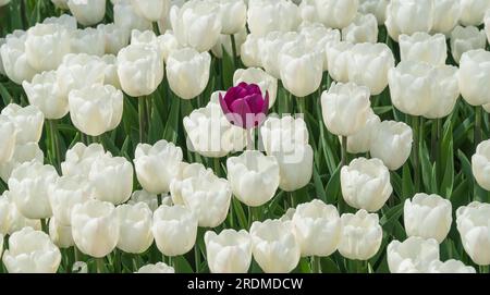 Une tulipe violette se détachant parmi les tulipes blanches, créant une scène contrastée. Concept de diversité et d'inclusion. Banque D'Images