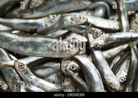 Sprats frais, Sprattus sprattus, capturés dans la Manche qui seront frits après avoir été enrobés de farine et de paprika. Sprats Banque D'Images