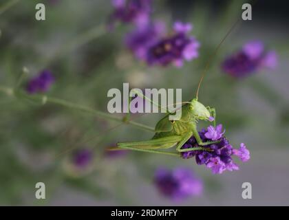 Insecte Grasshopper sur Lavender Flower. Macro de sauterelle femelle verte du genre Ephippigera sur fleur de lavande, vue de profil, sur bac bleu ciel Banque D'Images