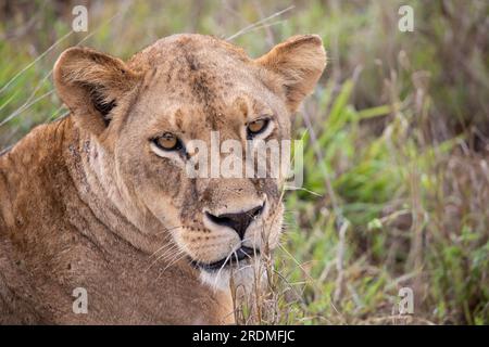 Une famille de lions avec leurs petits, photographiés au Kenya, en Afrique, lors d'un safari à travers la savane des parcs nationaux. Photos d'un match du matin Banque D'Images