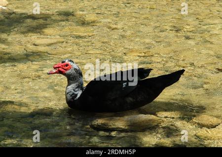 Canard nageant dans un étang peu profond Banque D'Images