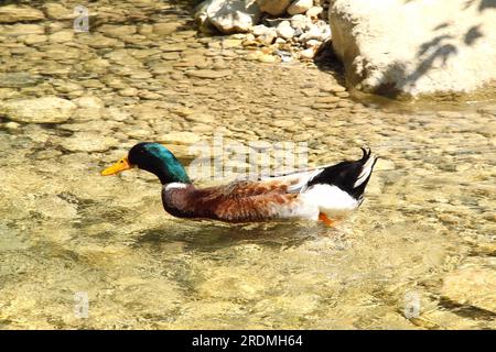 Canard nageant dans un étang peu profond Banque D'Images