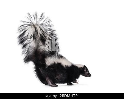 Mignon noir classique avec une bande blanche jeune skunk aka Mephitis mephitis, s'éloignant de la caméra. Regarder loin de la caméra avec la queue haute vers le haut. Isolé Banque D'Images