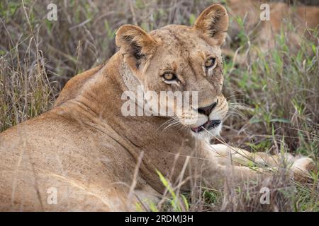 Une famille de lions avec leurs petits, photographiés au Kenya, en Afrique, lors d'un safari à travers la savane des parcs nationaux. Photos d'un match du matin Banque D'Images