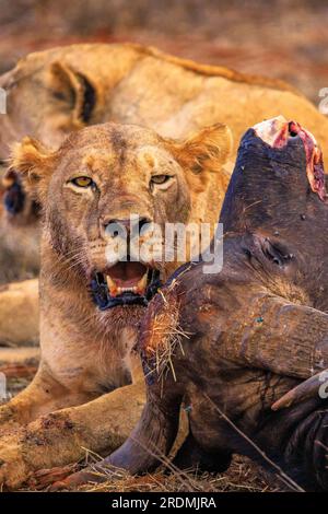 Le lion tue le buffle d'eau au Kenya, en Afrique. Un petit déjeuner d'un lion accroupi dans la soif de sang. Superbes photos d'un safari dans le parc national de Tsavo Banque D'Images