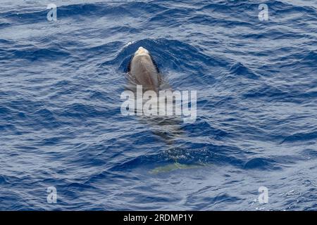 Baleine à bec de Cuvier ou baleine à bec d'oie - Ziphius cavostris. Féminin. Golfe de Gascogne. Juillet 2023 Banque D'Images