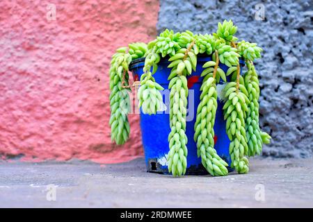 Jolie petite plante verte dans un pot sur fond rose et gris (Sedum morganianum ou plante à queue d'âne). Banque D'Images