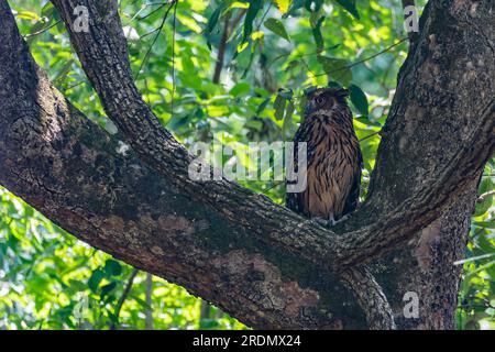 Un Tawny Fish Owl regardant loin Banque D'Images
