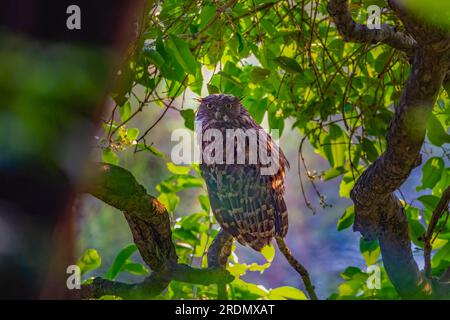 Portrait d'un chouette de poisson brun sur un arbre Banque D'Images