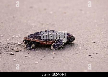 Isle of Palms, États-Unis d'Amérique. 22 juillet 2023. Une tortue caouanne de mer en voie de disparition, qui éclate, traverse lentement la plage jusqu'à l'océan Atlantique après son éclosion, le 22 juillet 2023 à l'île de Palms, en Caroline du Sud. Les tortues de mer éclosent environ 60 jours après avoir été pondues et se dirigent vers l'océan jusqu'à ce qu'elles atteignent les tapis flottants de Sargassum souvent à des centaines de kilomètres. Crédit : Richard Ellis/Richard Ellis/Alamy Live News Banque D'Images