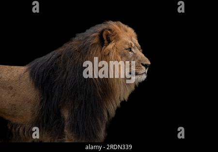 Portrait majestueux Lion sur fond noir Banque D'Images