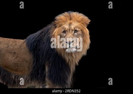 Portrait majestueux Lion sur fond noir Banque D'Images