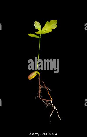 germling de chêne avec des feuilles croissantes et la racine sur fond noir Banque D'Images