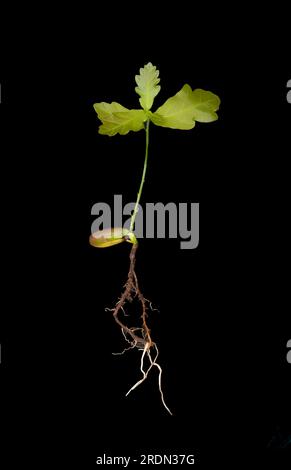 germling de chêne avec des feuilles croissantes et la racine sur fond noir Banque D'Images