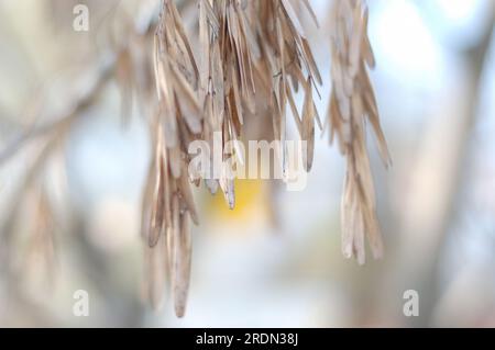 Graines sèches et feuilles délicates jaune clair et bleuâtre accrochées à une branche d'arbre sur un fond flou. Belle nature. Écologie Banque D'Images