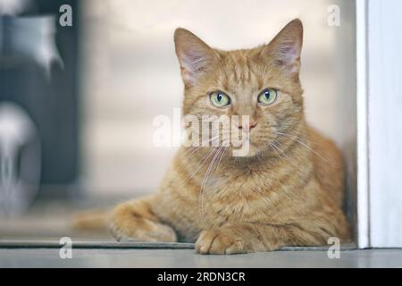 Chat rouge couché sur le sol et regardant la caméra. Image horizontale avec mise au point sélective. Banque D'Images