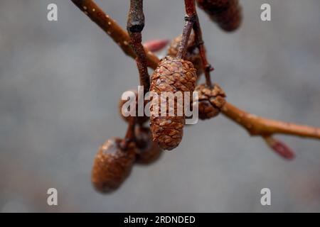 Vue rapprochée d'une branche de pommes de pin. Banque D'Images