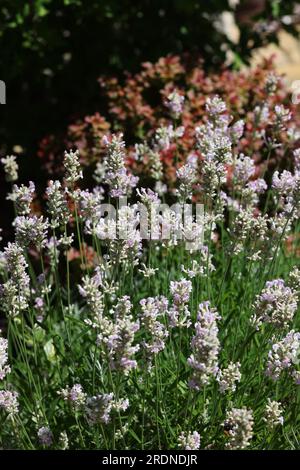 Lavande blanche à feuilles étroites, Edelweiss Lavandula ou angustifolia White Banque D'Images