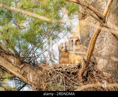 Deux jeunes chouettes (Bubo virginianus) se sont blotties dans leur nid, dans un pin blanc, dans les Barrens du pin d'Albany. Banque D'Images